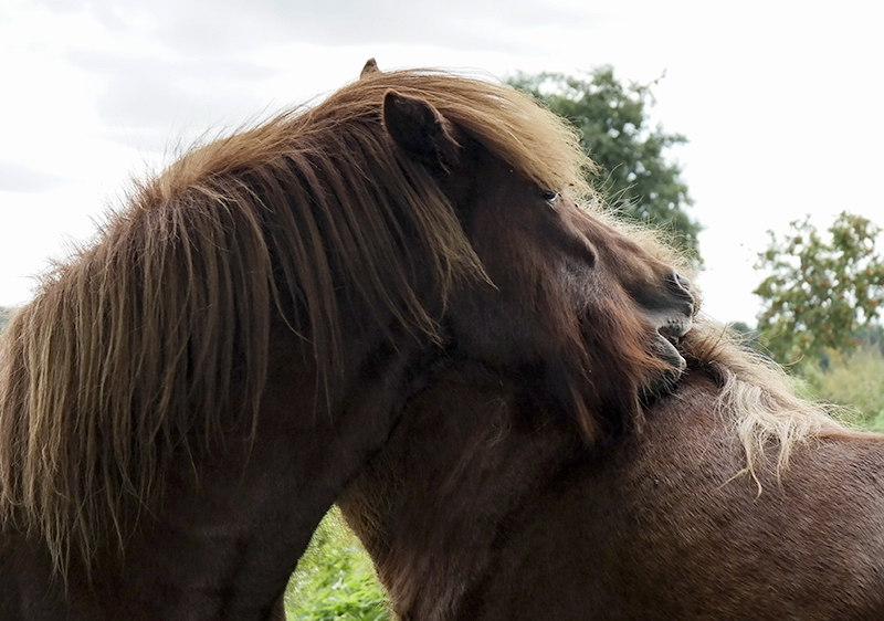 Tiere Mecklenburgische Seenplatte SAM_4601 Kopie.jpg